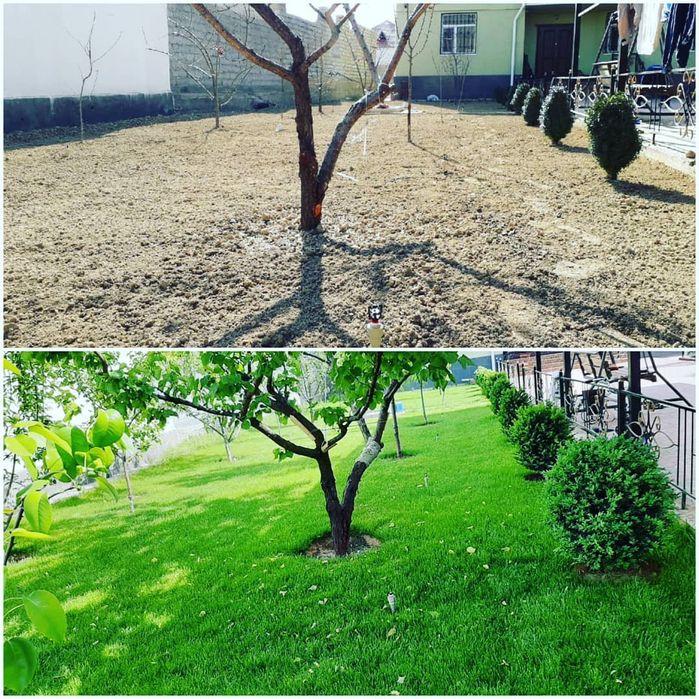 Обрезка деревьев опрыскивание