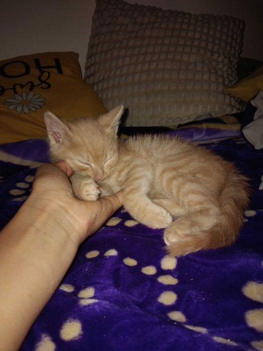 Pisica dragut are 11-12de luni