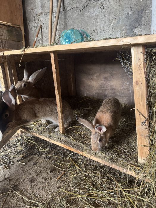 Iepuri metis de vanzare codor