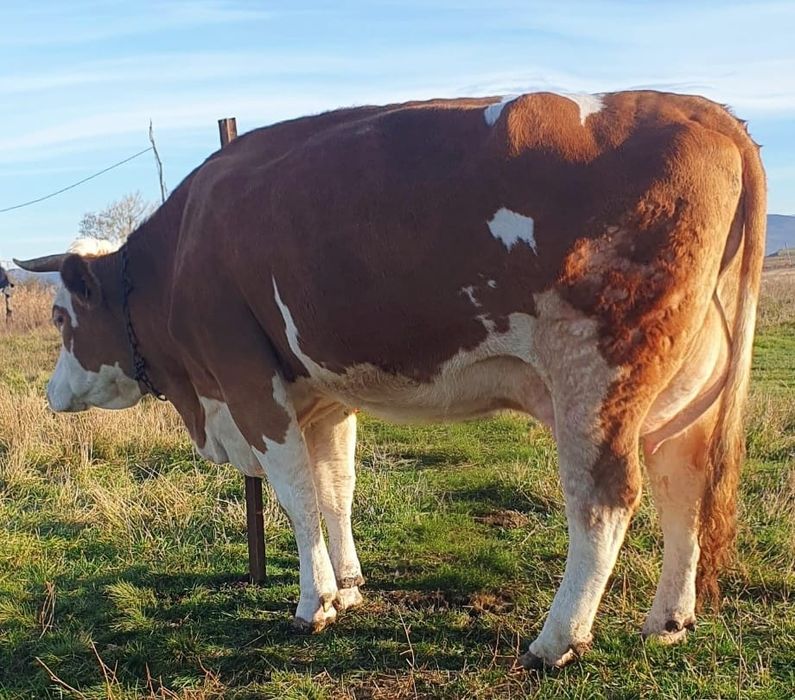 De vânzare junincă balțată românească