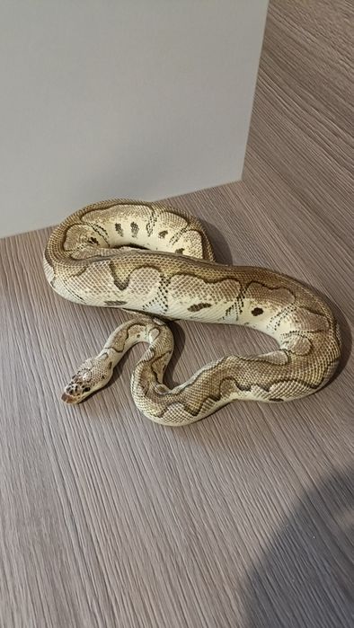Piton regal pastel clown
