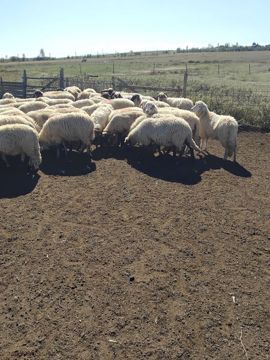 Oi de ținut, de vânzare