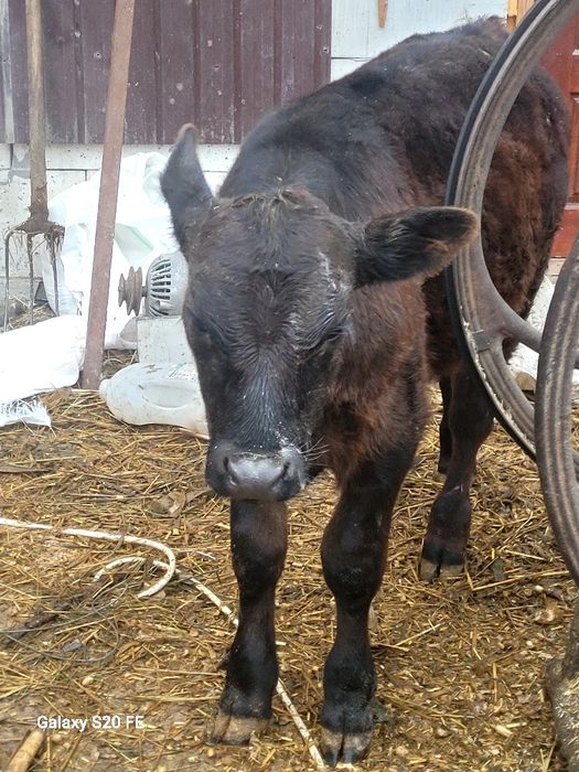 Tauras angus 4 luni bun de ținut frumos mâncăcios