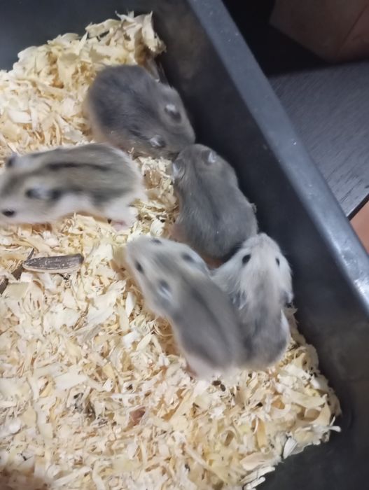 Хоямки джунгары.