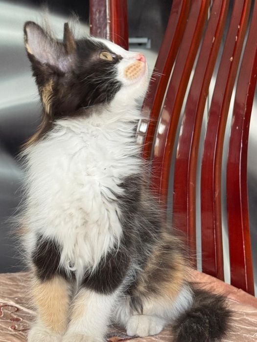 Котята бесплатно