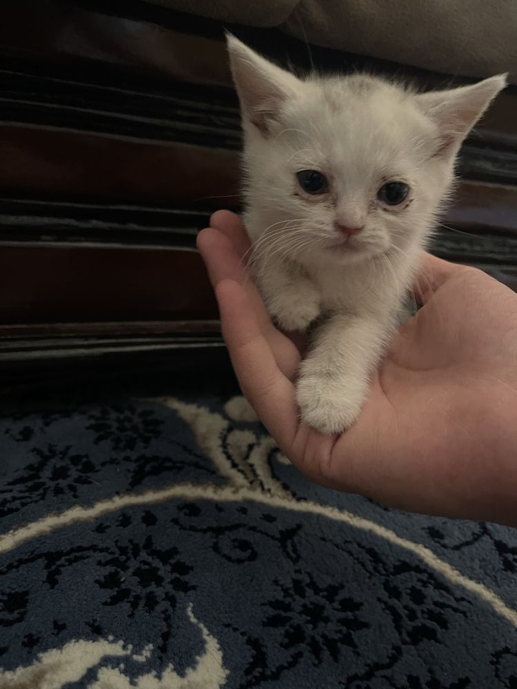Продается кошки шотланские