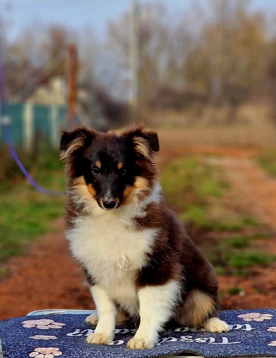 Sheltie femela (shetland sheepdog)