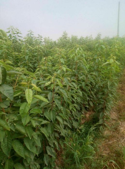 Mevali kuchatlar 100% garantiyali  fermer xujaligida