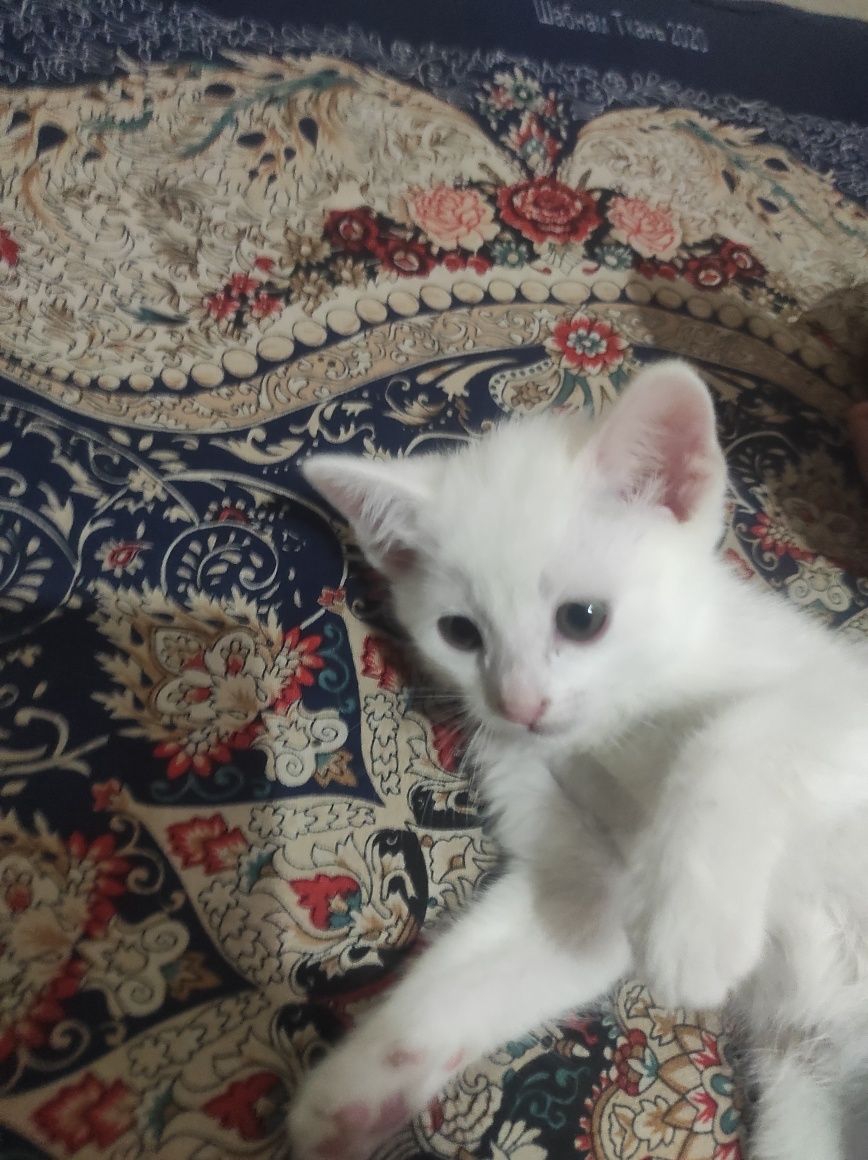 Отдам котят в хорошие руки!