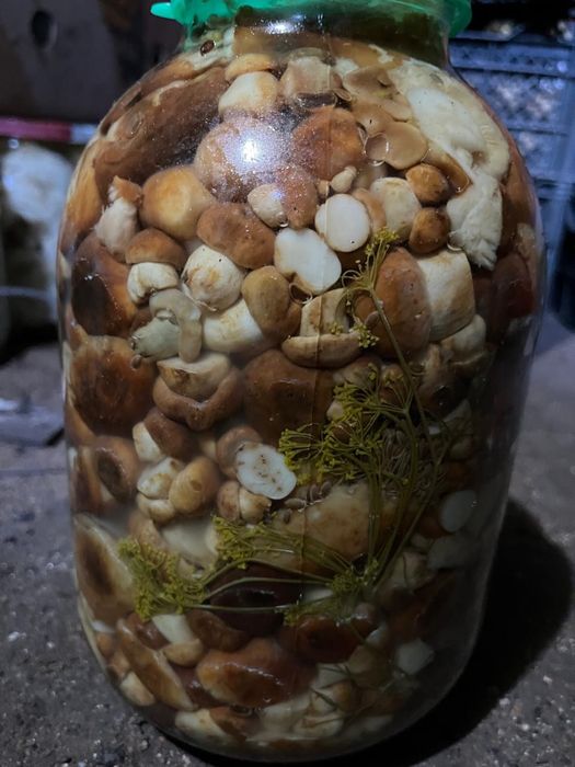Валуи грибы соленные