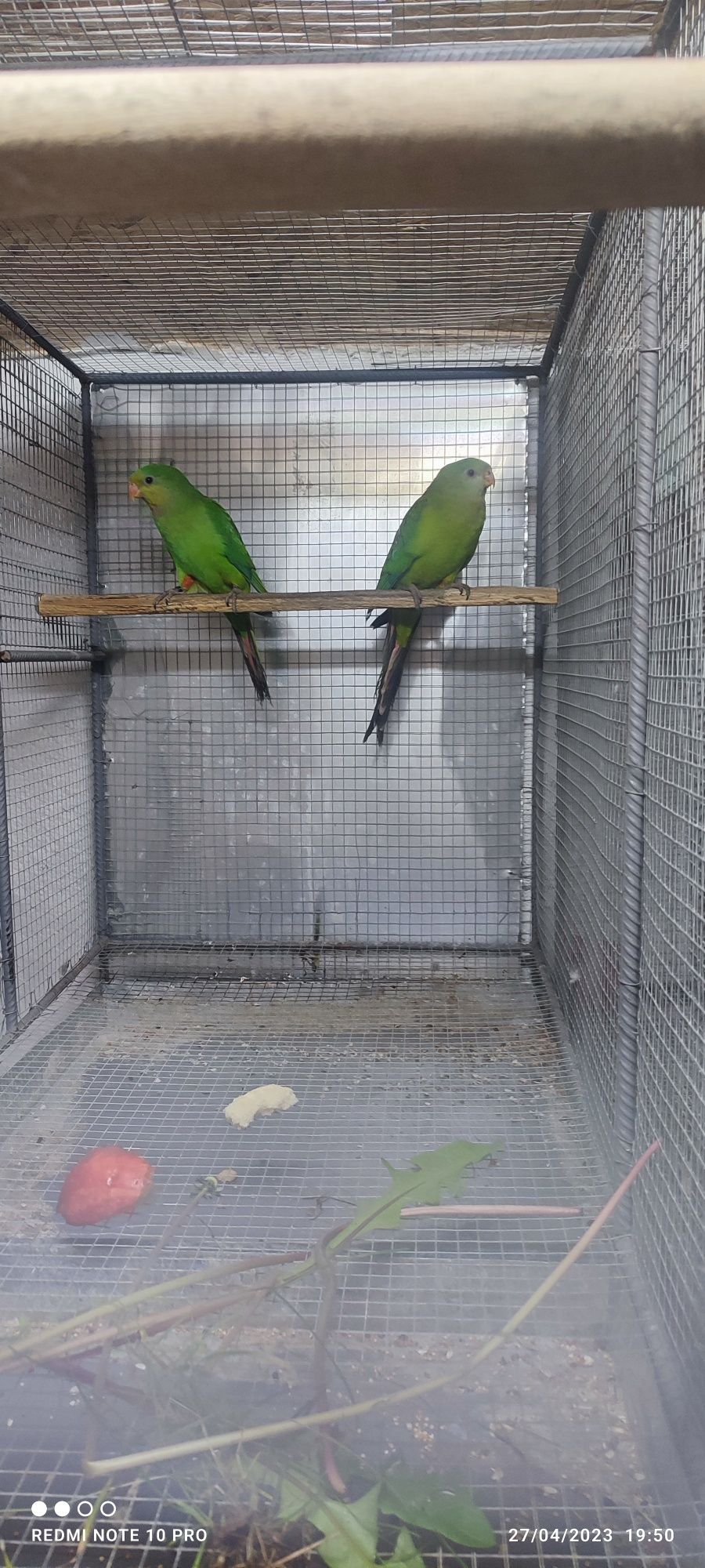 Различни видове папагали Аратинги Александри врабчови