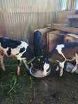 Taurasi Holstein