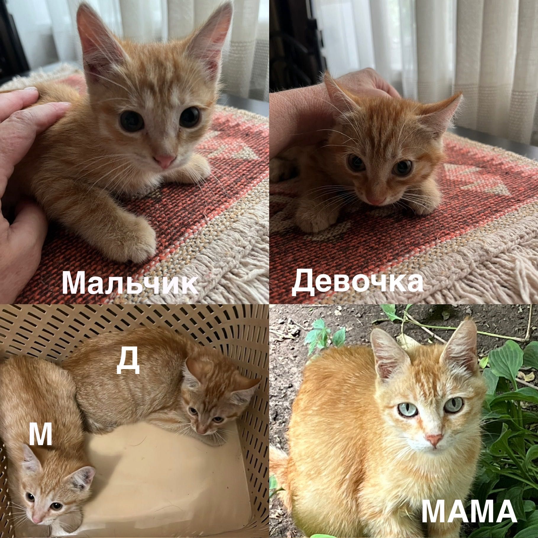 Котята цвета «золото»  (срочно)