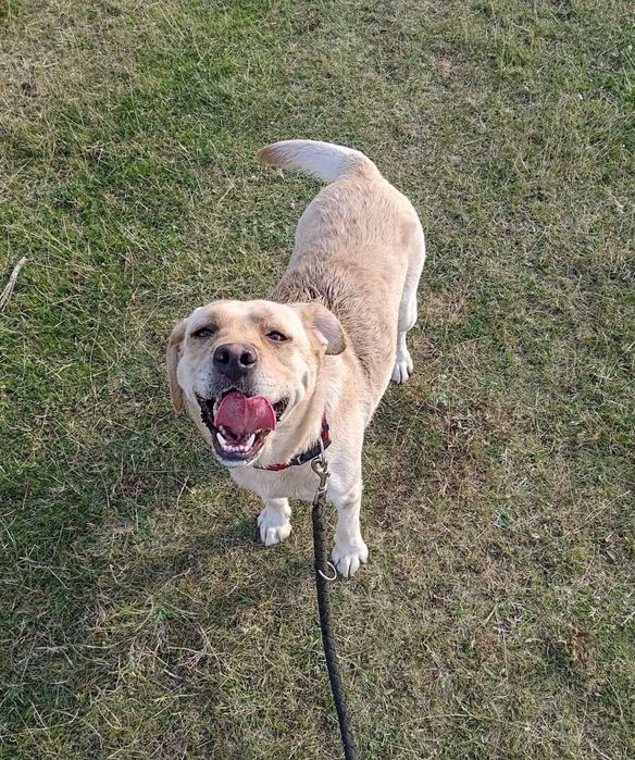 Donez Labrador femela