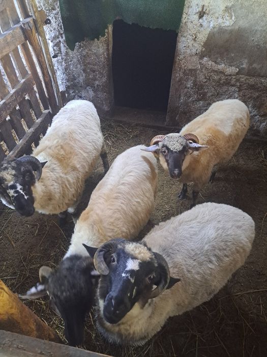 Vând 2 berbecuți castrați