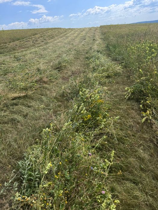 Baloti fan si lucerna