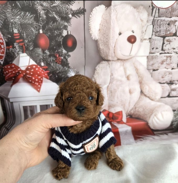 Пудел той Poodle toy / Тийкъп с родословие