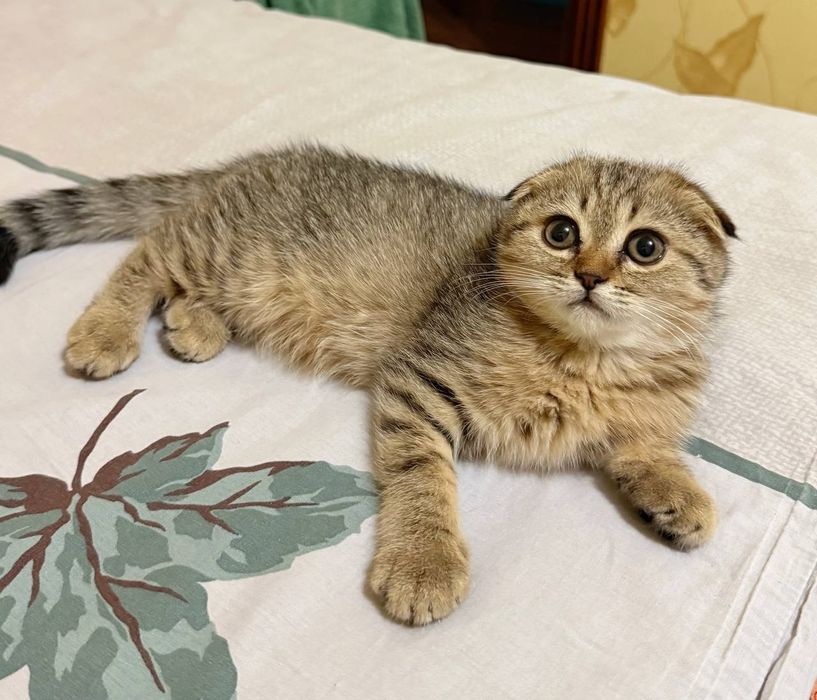 Скотиш фолд золотая шиншилла