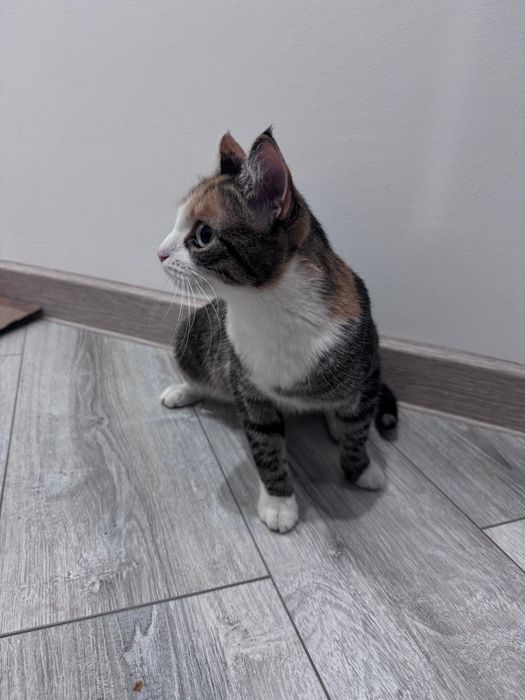 Отдам кошку в добрые руки бесплатно