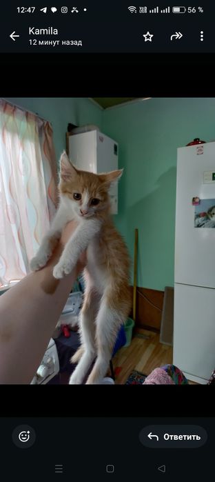 Котенок в добрые руки, девочка 2 месяца, к лотку приучена .