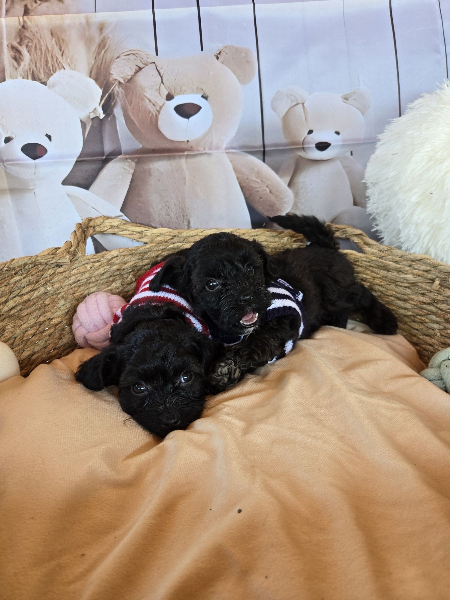 Пудел той Poodle toy Малтипу Maltipoo