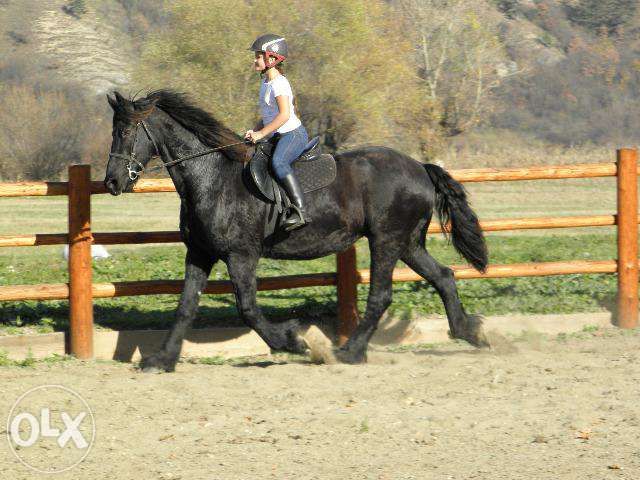 iapa friesian echitatie frizian calarie