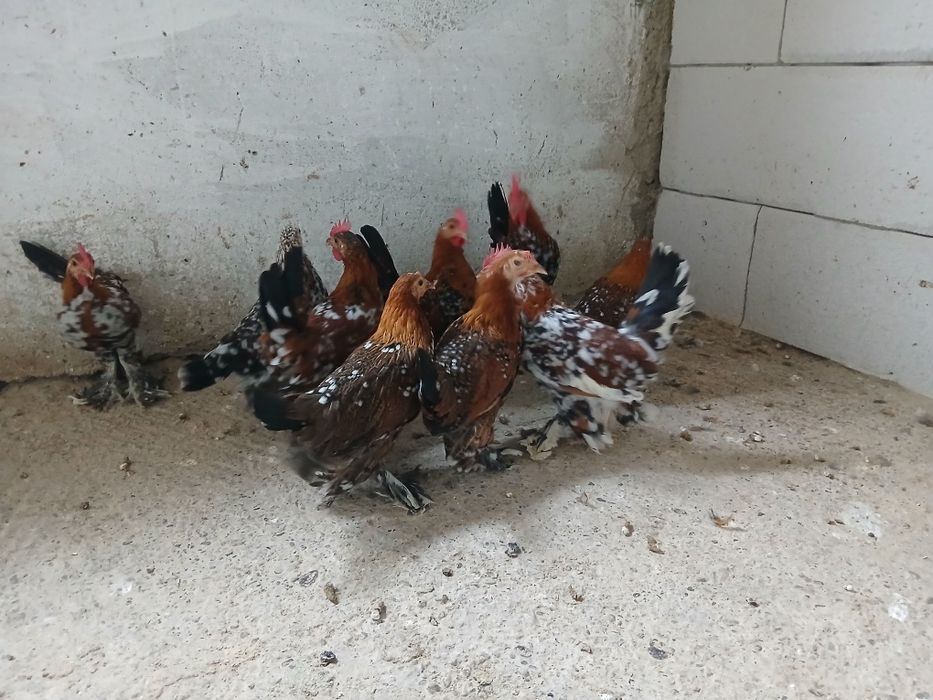 Mii de florii tineret