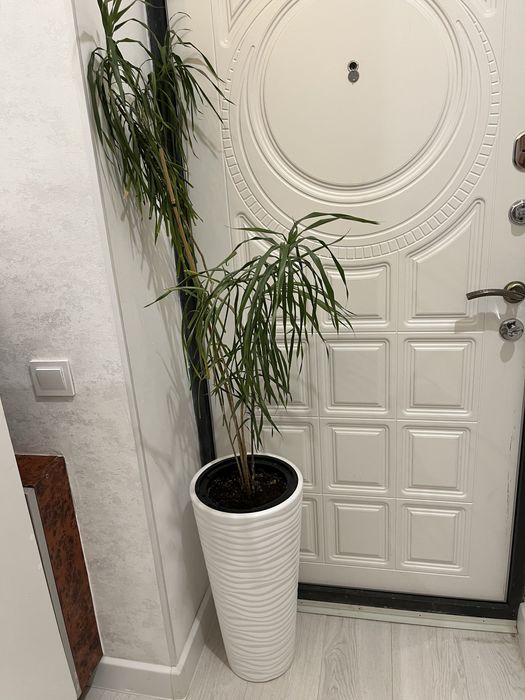 Продам цветок домашний