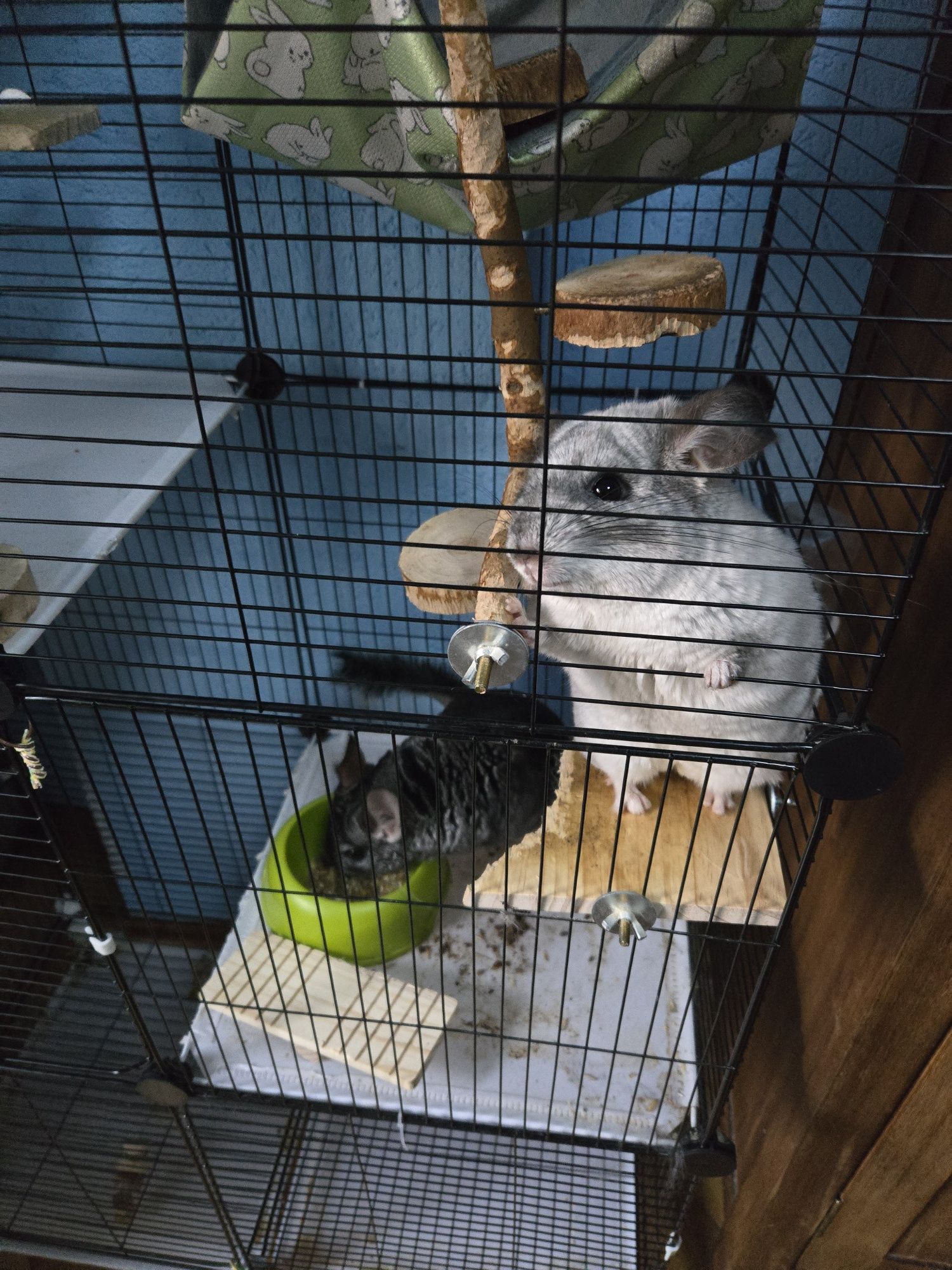 Familie completă de Chinchilla – cușcă + accesorii incluse!