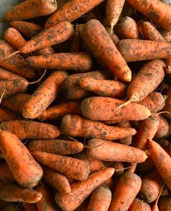 Морковь (сорт Каскад)