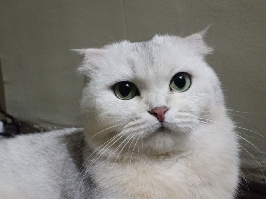 Шотландская вислоухая кошка (беременная, скрещена с британцем)