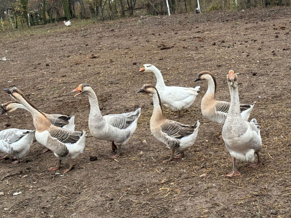 Vand gaste americane si românești