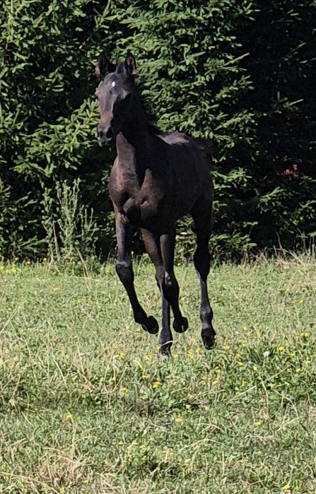 Pur sânge  arab / pursânge arab