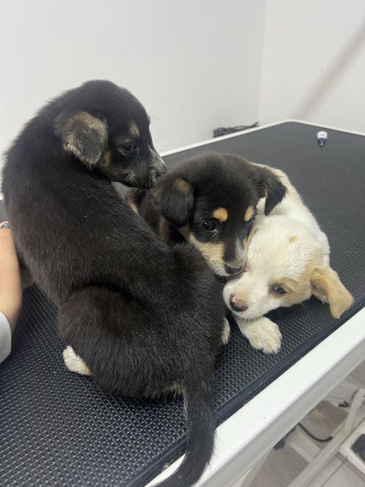 donez catei in jur de maxim 4 luni