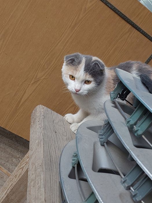 Котенок Шотландский