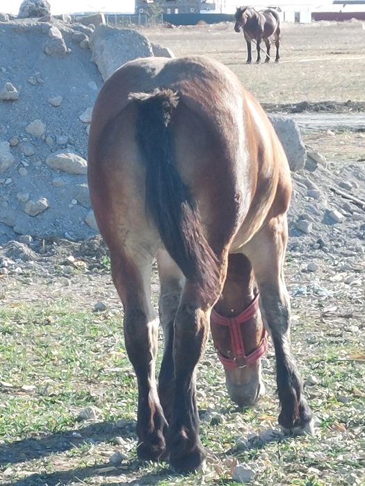 Vand manza murga de 9luni.