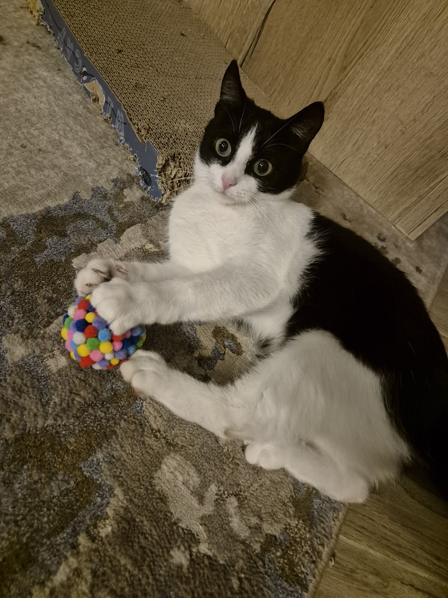 Accesorii centru activitati culcus pisica  catel jucarii bilă