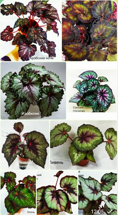 Детки бегоний сортовых