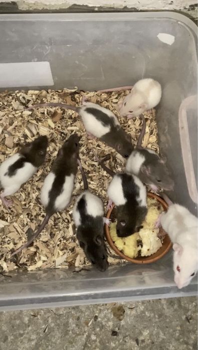 Vand sobolani dumbo de companie