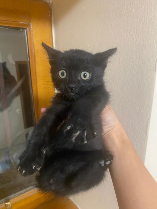 Бесплатно котёнок мальчик
