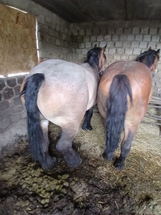 Vând manza de 1 an jumate
