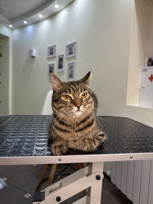 Отдам кота в добрые руки. Кастрирован