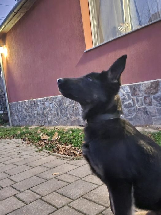 Cățelușă ciobănesc german