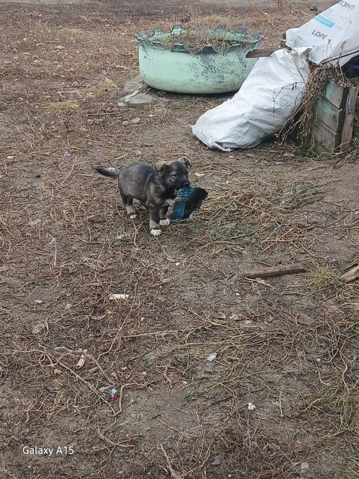 Щеночки ищут себе дом