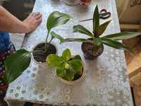 Продам разные комнатные растения