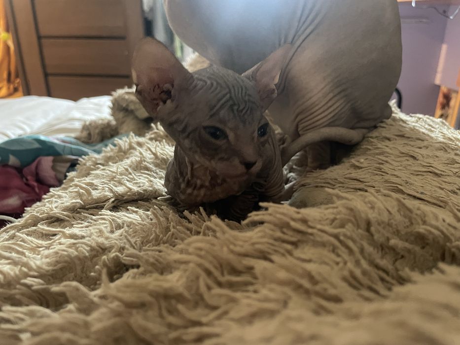 Продам сфинков чистокровные родились 16 сентября,ставьте бронь