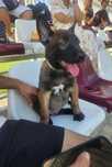 Pui ciobanesc belgian malinois