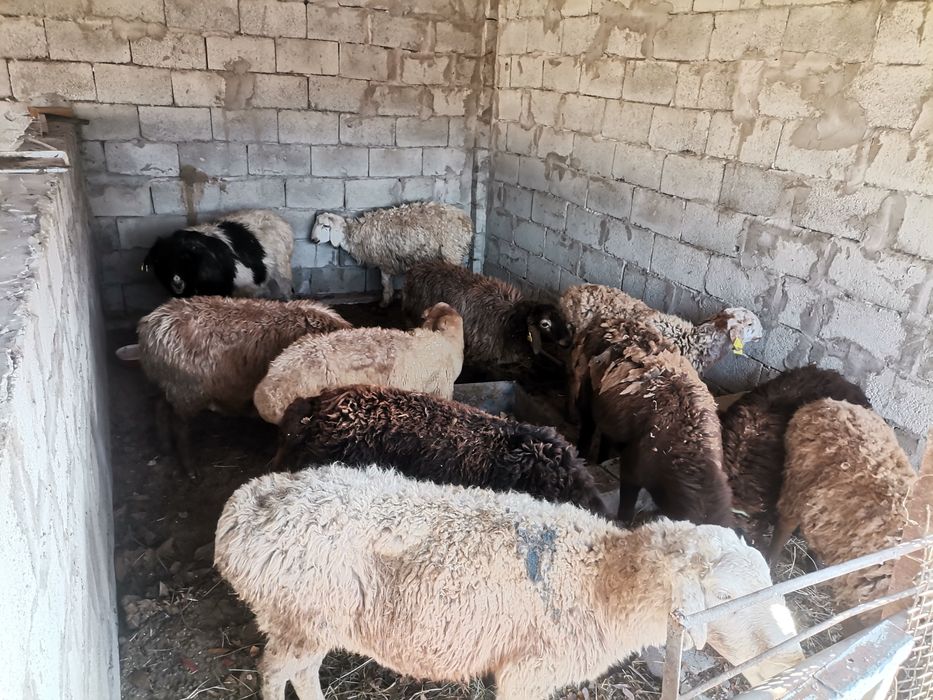 Бараны продам 11голов