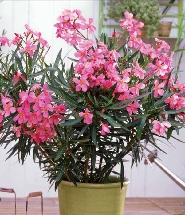 Продаются цветы Олеандр