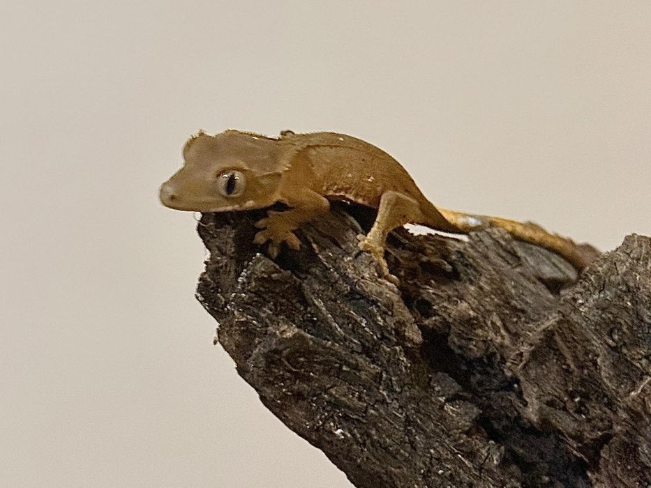 Цилиатус / Ресничестият Бананояден Гекон / Correlophus ciliatus